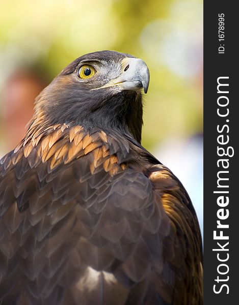 Profile of Golden Eagle (Aquila chrysaetos) looking over shoulder against green-gold background - captive bird. Profile of Golden Eagle (Aquila chrysaetos) looking over shoulder against green-gold background - captive bird