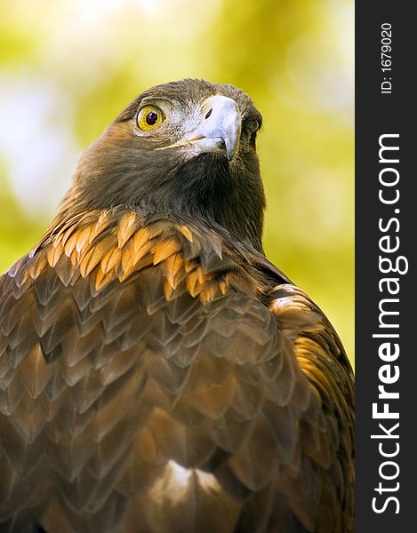 Profile of Golden Eagle (Aquila chrysaetos) against green-gold background - captive bird