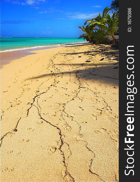 Photo of tropical beach with palms. Photo of tropical beach with palms