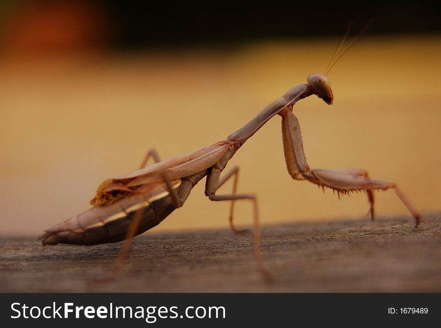 Praying Mantis Macro