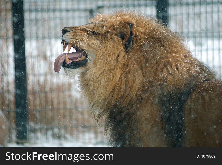 A male African lion in a zoo appears to be catching snowflakes on his tongue. A male African lion in a zoo appears to be catching snowflakes on his tongue.