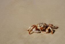 Crab On Sand. Royalty Free Stock Photo