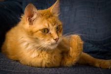 Red Tabby Cat On Arm Chair. Royalty Free Stock Images Red Tabby Cat On Arm Chair. Royalty Free Stock Images