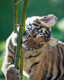 Tiger Cub Royalty Free Stock Photography