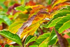Foliage Of Virginia Creeper Royalty Free Stock Images Foliage Of Virginia Creeper Royalty Free Stock Images