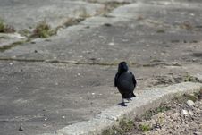 Crow On A Walk Stock Image Crow On A Walk Stock Image