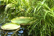 Victoria Amazonica Royalty Free Stock Image Victoria Amazonica Royalty Free Stock Image