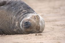 Basking Grey Seal Stock Photography