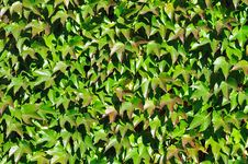 Wall Perfectly Covered By Colorful Boston Ivy Royalty Free Stock Photo Wall Perfectly Covered By Colorful Boston Ivy Royalty Free Stock Photo