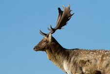 Male Fallow Deer Stock Photography