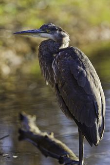 Great Blue Heron Stock Images