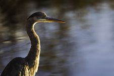 Great Blue Heron With Water Background Royalty Free Stock Photo