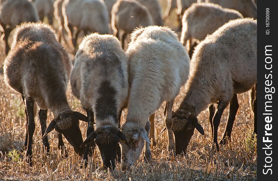 Flock of sheep in the country free