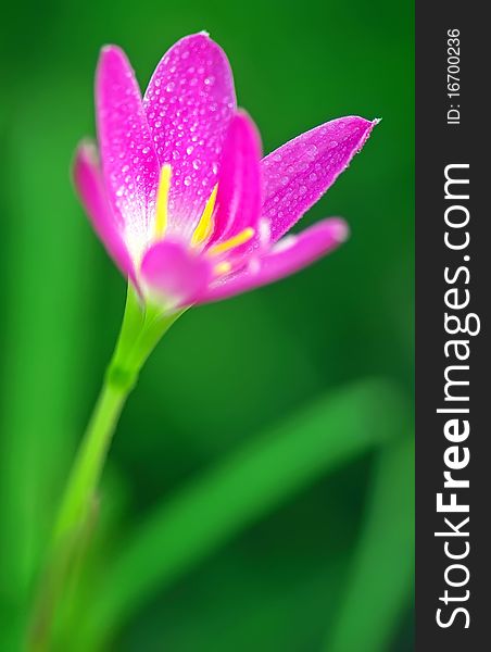 She's Scientific name is called Zephyranthes grandiflora. She's Scientific name is called Zephyranthes grandiflora