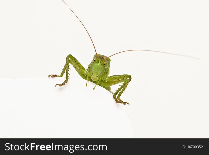 Grasshopper sitting on a blank round space watching