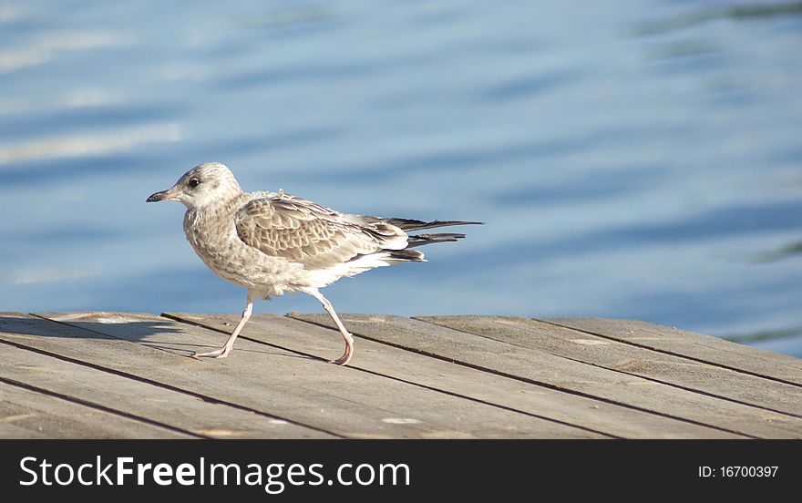 Gull Walking