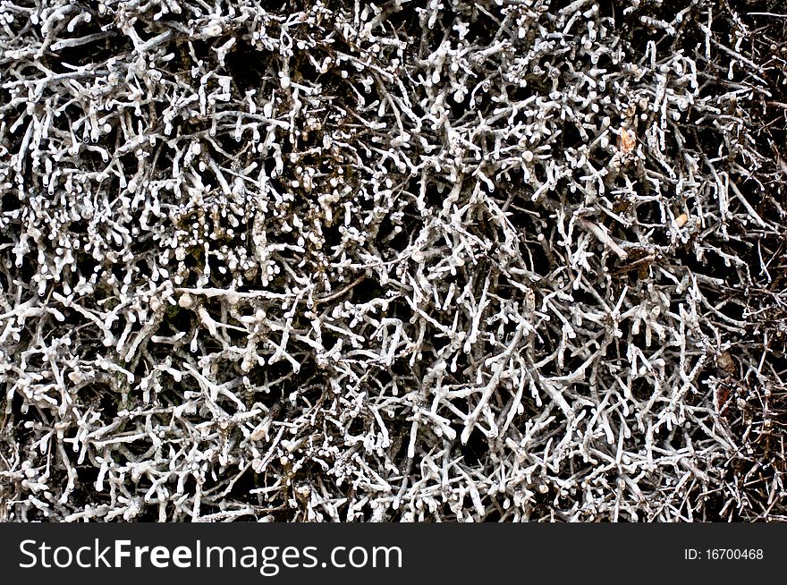 Closeup of a brushwood saline - drops of saltwater form crystals