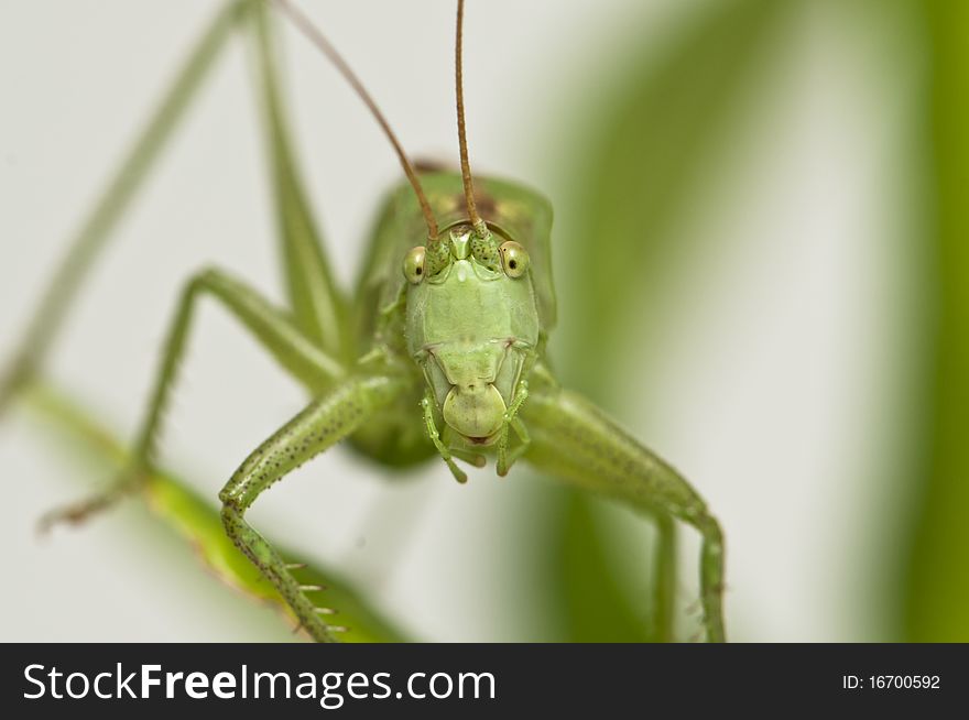 Grasshopper standing on a leaf watching