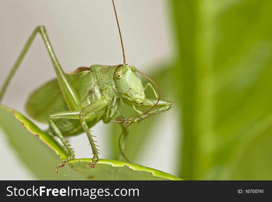 Grasshopper sitting on a leaf grooming antenna