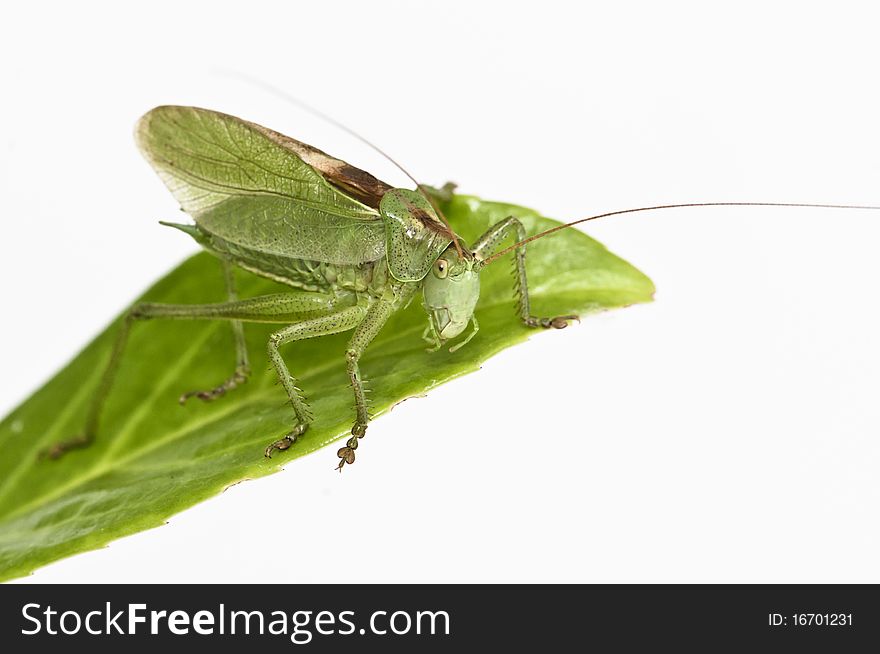 Grasshopper sitting on a leaf watching