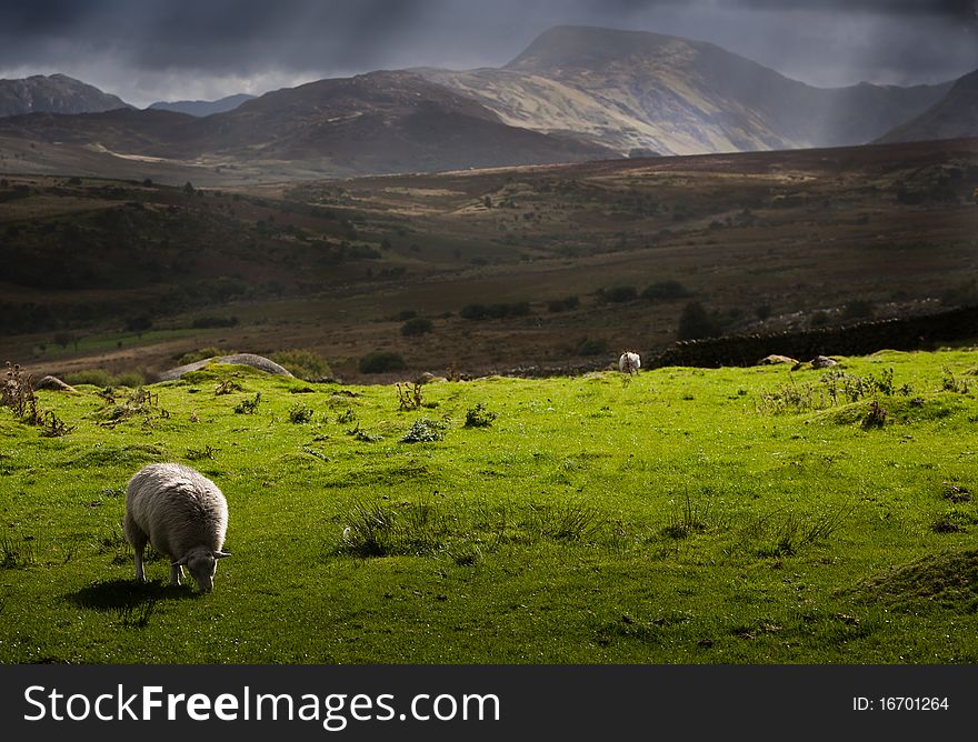 Stormy weather at a Welsh sheep farm. Stormy weather at a Welsh sheep farm.