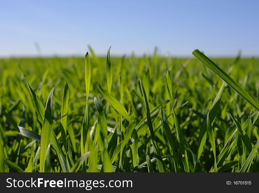 Photo of the green field with grass. Photo of the green field with grass