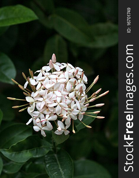 An unusual tropical flower from an island. An unusual tropical flower from an island.