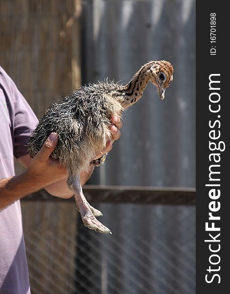 Small baby ostrich in the hands of the farmer.