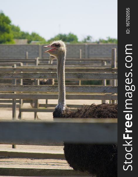 Male ostrich on a farm