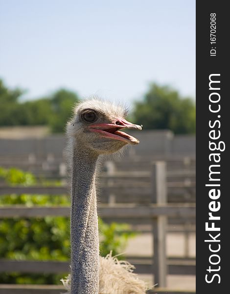 Male ostrich on a farm