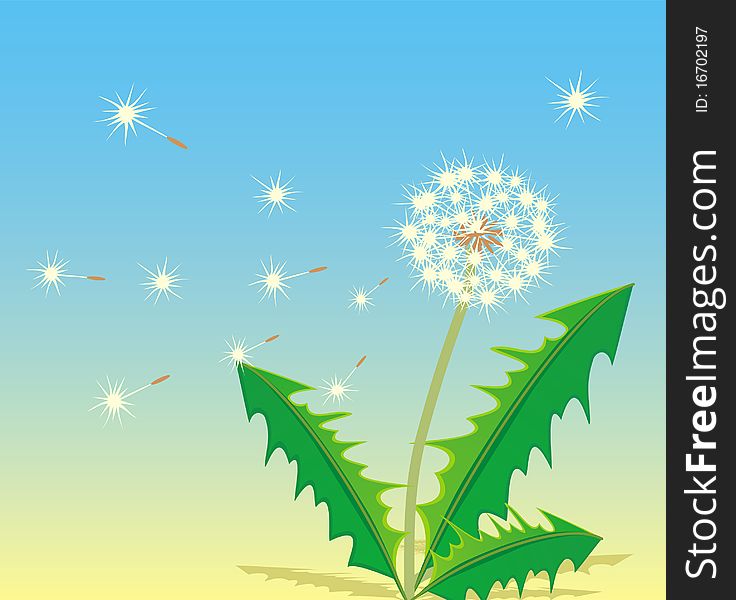 A white dandelion. Vector illustration