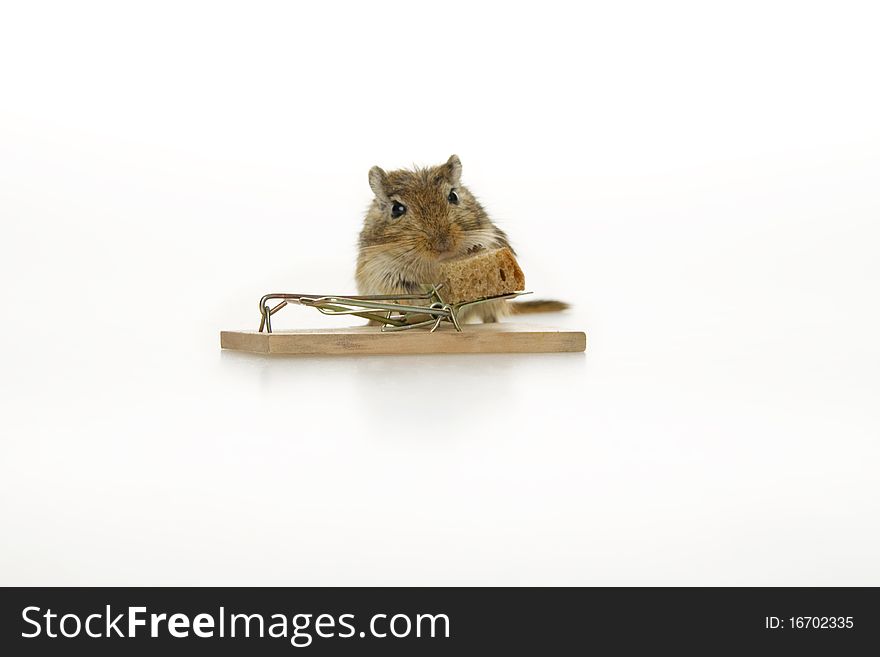 Mouse and mousetrap, on white background. Mouse and mousetrap, on white background.