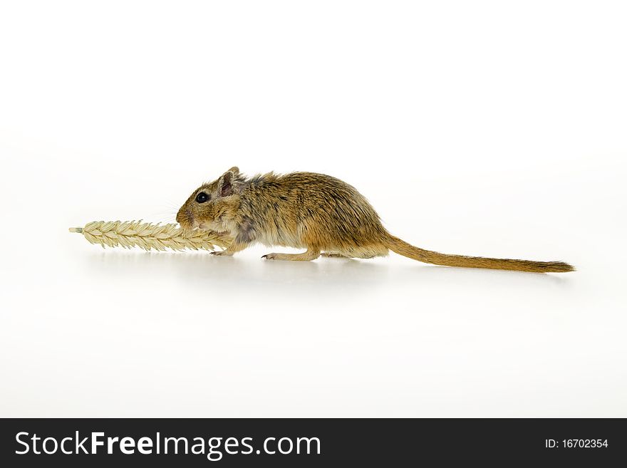 Mouse with spike, on white background. Mouse with spike, on white background.