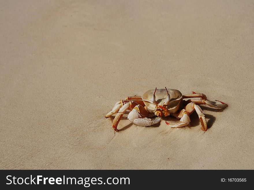 Small brown crab on yellow sand. Small brown crab on yellow sand.