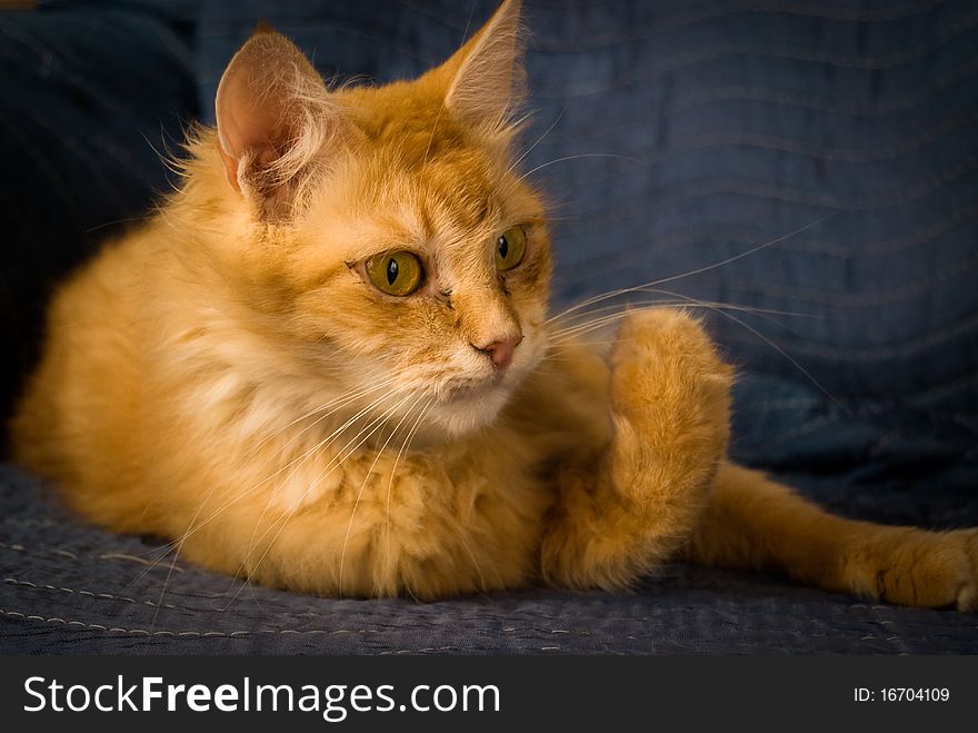 Red Tabby Cat  On Arm Chair.