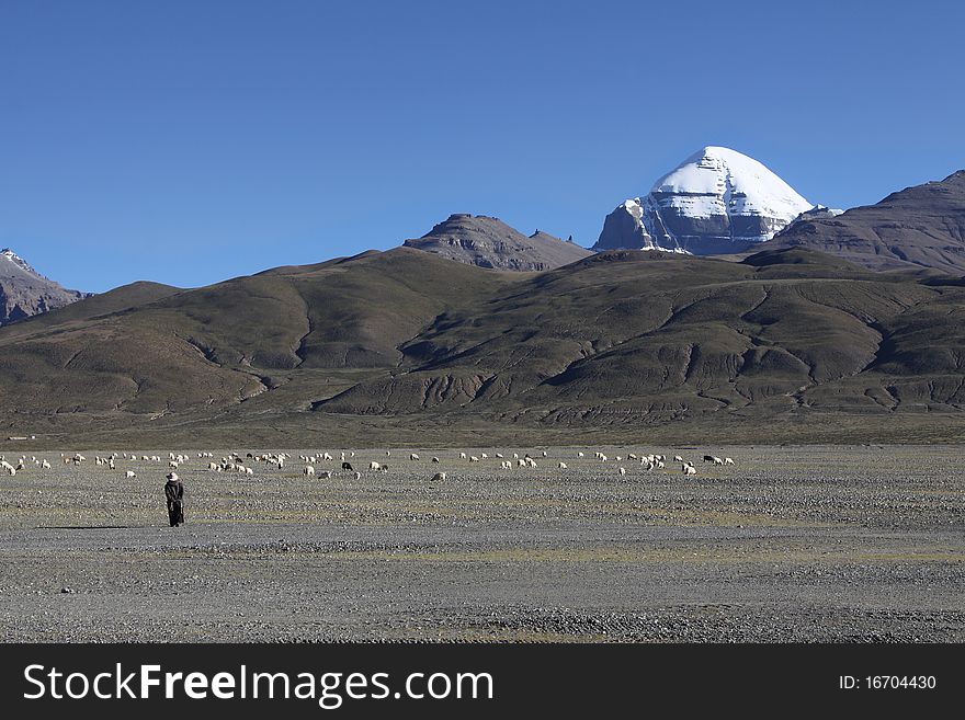 A Tibetan grazes at the foot of snow mountain, Tibet, China. A Tibetan grazes at the foot of snow mountain, Tibet, China