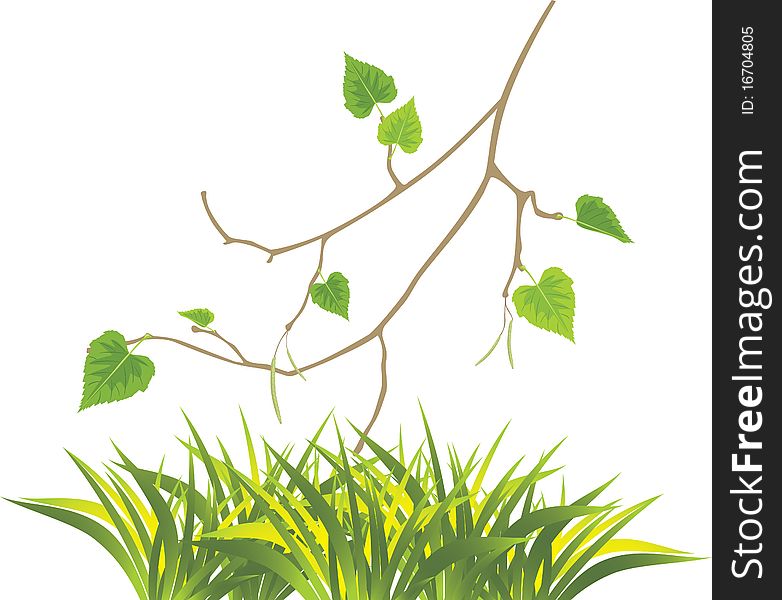 Grass and sprig of birch. Illustration
