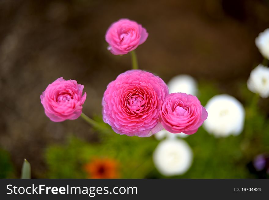 Beautiful pink flower close-up with soft focus