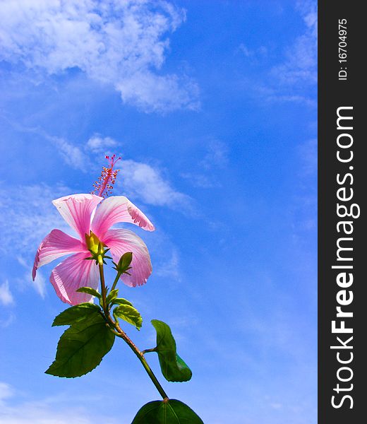 Medium pink flowers and sunny skies. Medium pink flowers and sunny skies