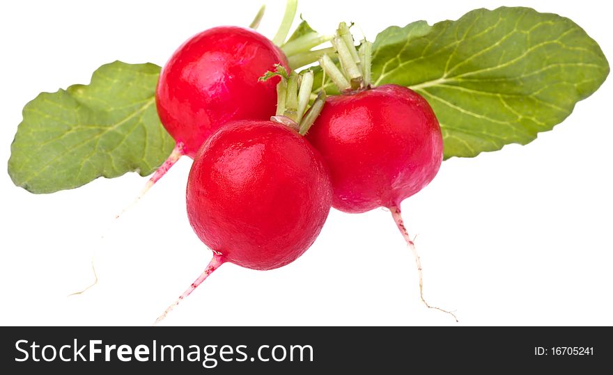 Fresh Radishes, completely isolated on white