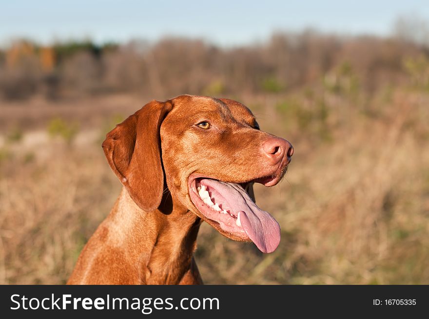 A female Hungarian Vizsla dog in a field smiles with her tongue hanging out. A female Hungarian Vizsla dog in a field smiles with her tongue hanging out.