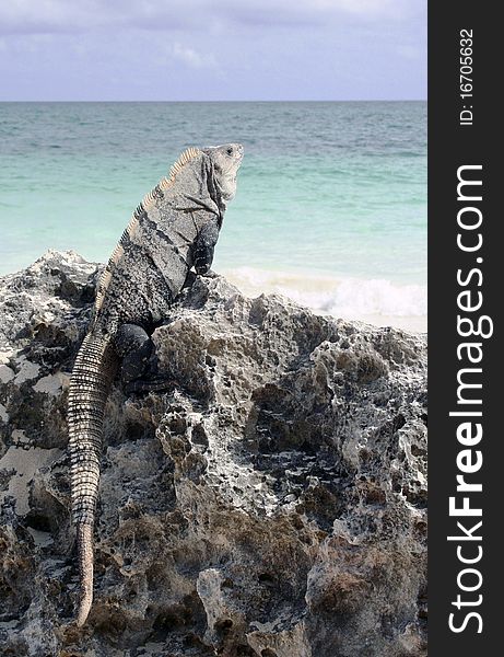 Iguana On Rock At Caribbean Beach