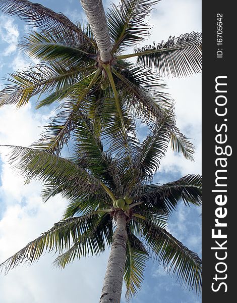 Palm trees over head view from hammock. Palm trees over head view from hammock