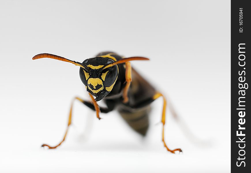 Wasp on a white background