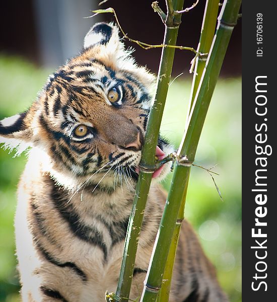 Tiger cub during the fall season