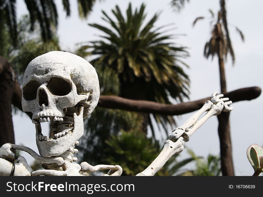 Silly skeleton proudly displays it's tropical surroundings. Silly skeleton proudly displays it's tropical surroundings