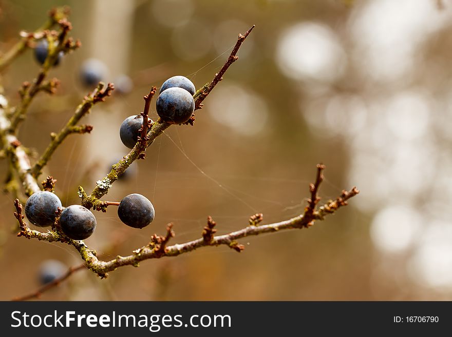 Autumn background with blackthorn with very shallow focus