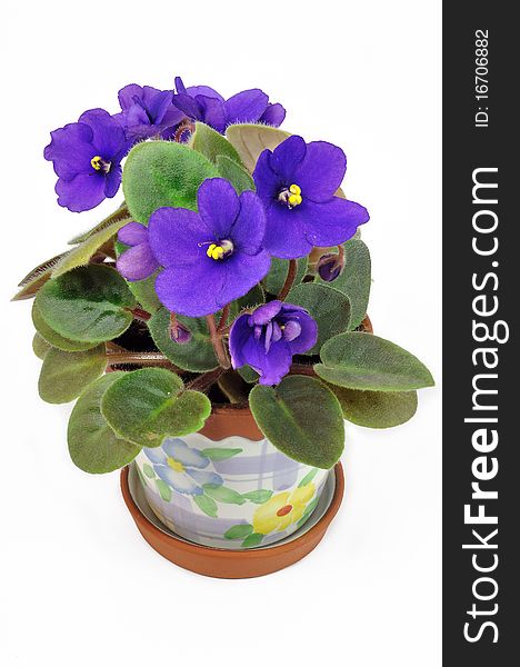 Wight pot with violet violets over white background