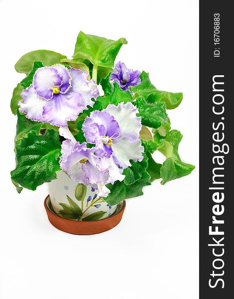Wight pot with violet with wight violets over white background. Wight pot with violet with wight violets over white background