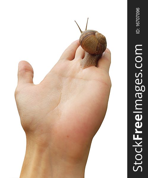 Isolated Hand And Snail